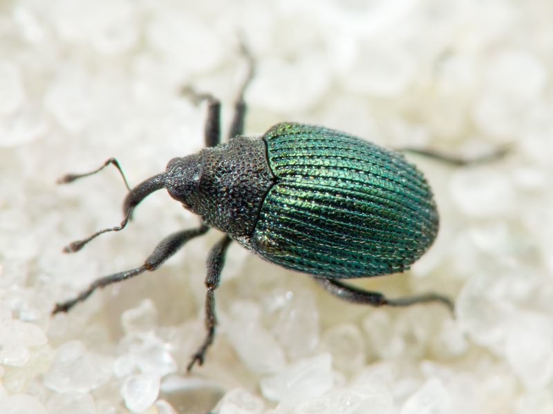 Ceutorhynchus erysimi (Fabricius, 1787)